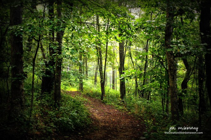 Backyard Path - Mars, PA August 2017