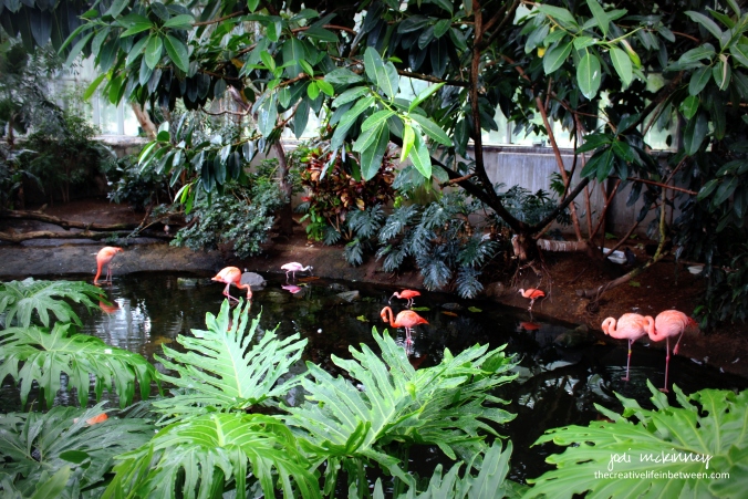 Flamingo Pond at the National Aviary, Pittsburgh, PA